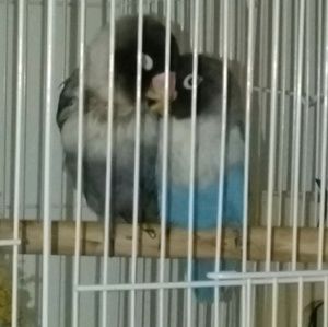 Meet your Posher, Edna